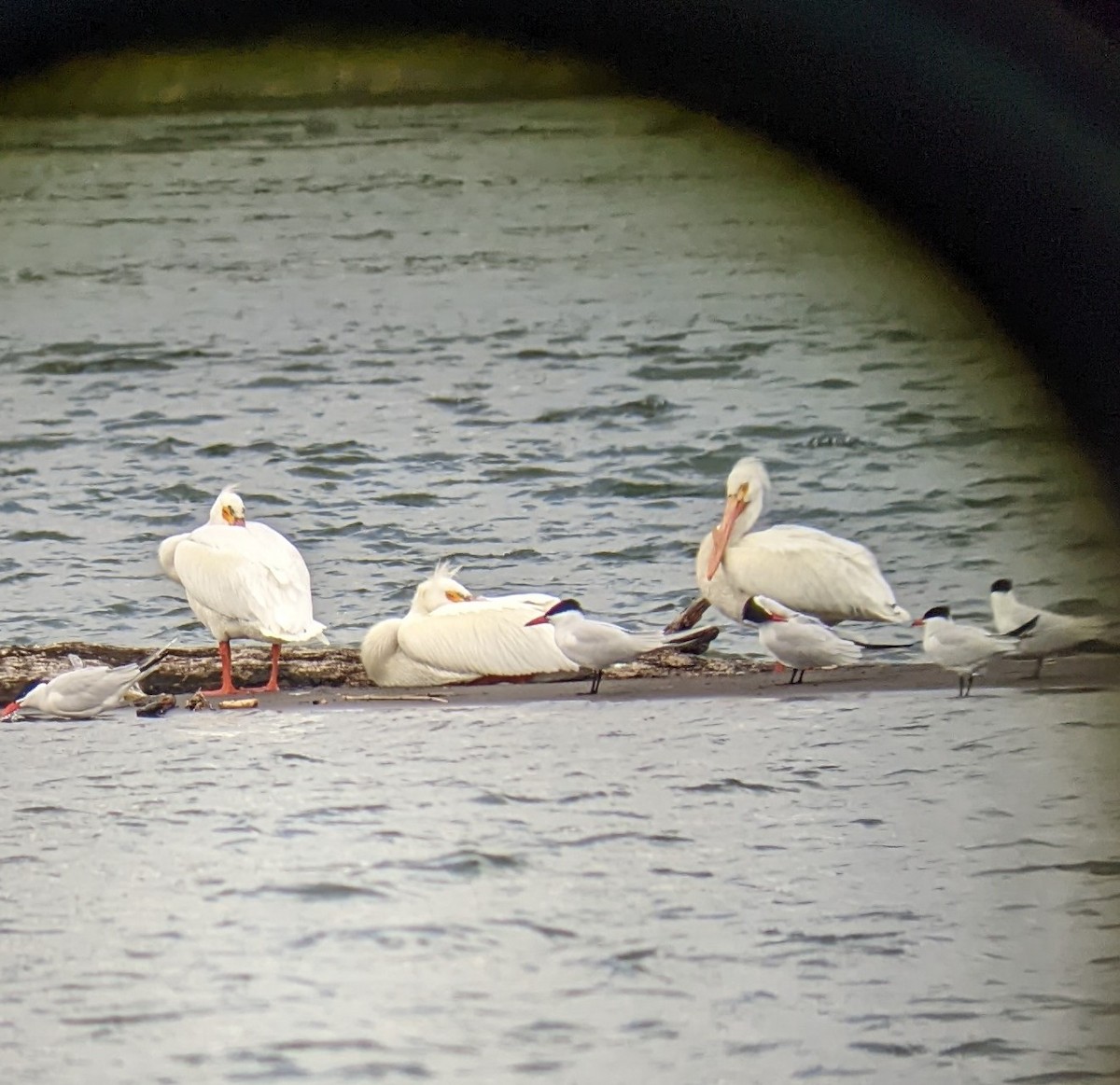 American White Pelican - ML446203511
