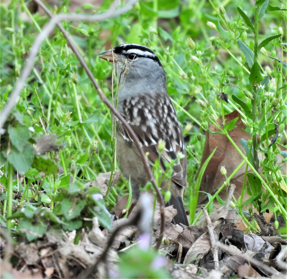 White-crowned Sparrow - ML446204231