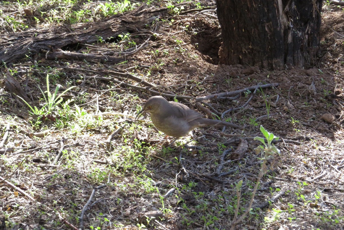 Curve-billed Thrasher - ML44620441