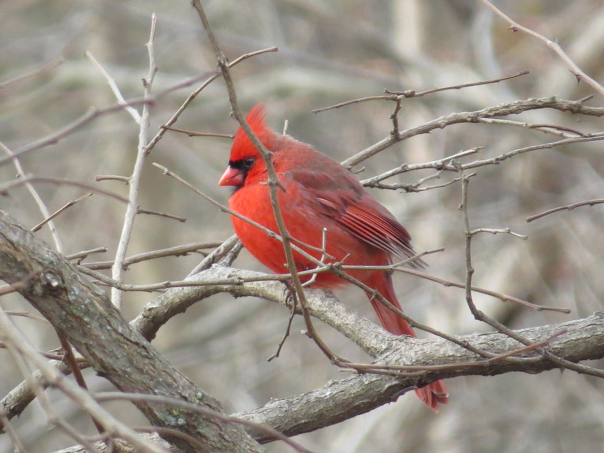 Northern Cardinal - ML44620621