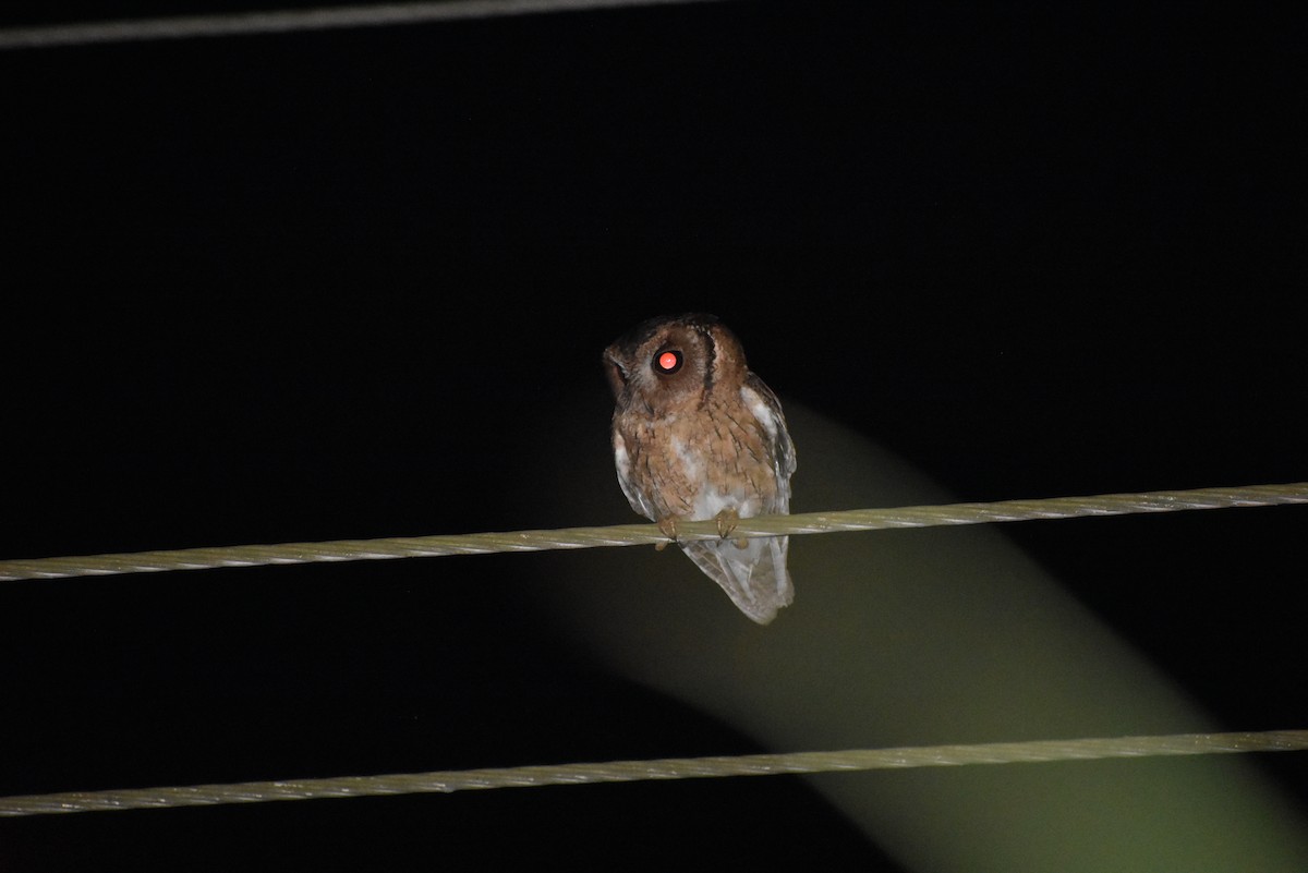 Indian Scops-Owl - ML446207151