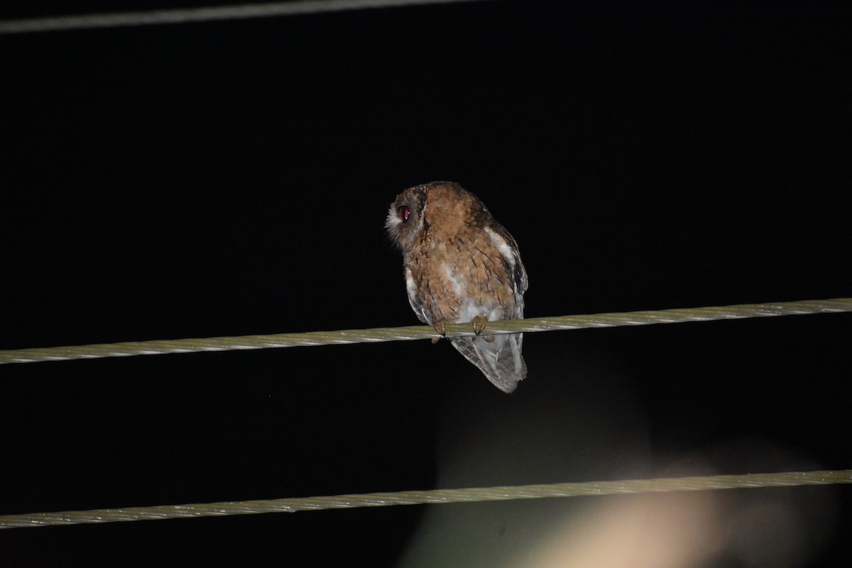 Indian Scops-Owl - ML446207161