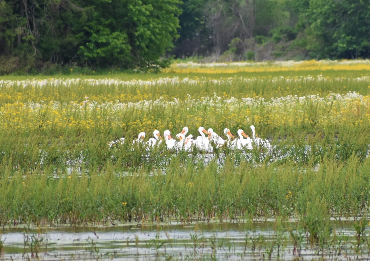 American White Pelican - ML446207771