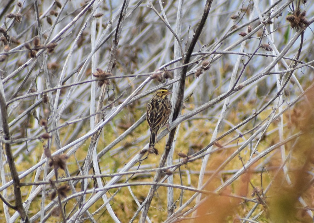 Savannah Sparrow - ML446209571