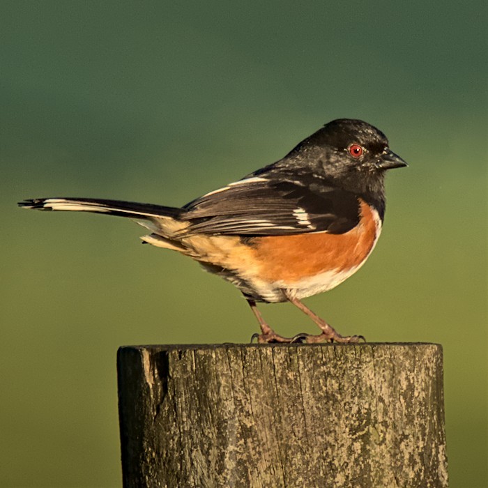 Eastern Towhee - ML446209911