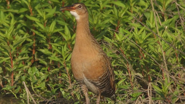 King Rail - ML446210091