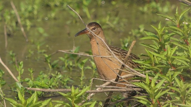 King Rail - ML446210141