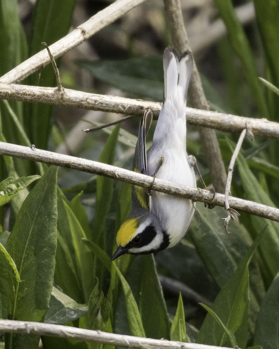 Golden-winged Warbler - Jeff Lewis