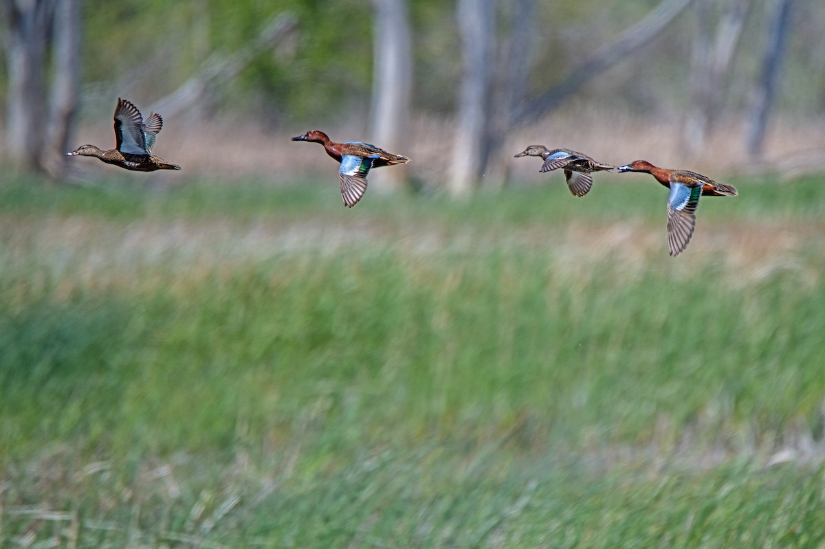 Cinnamon Teal - Vic Hubbard