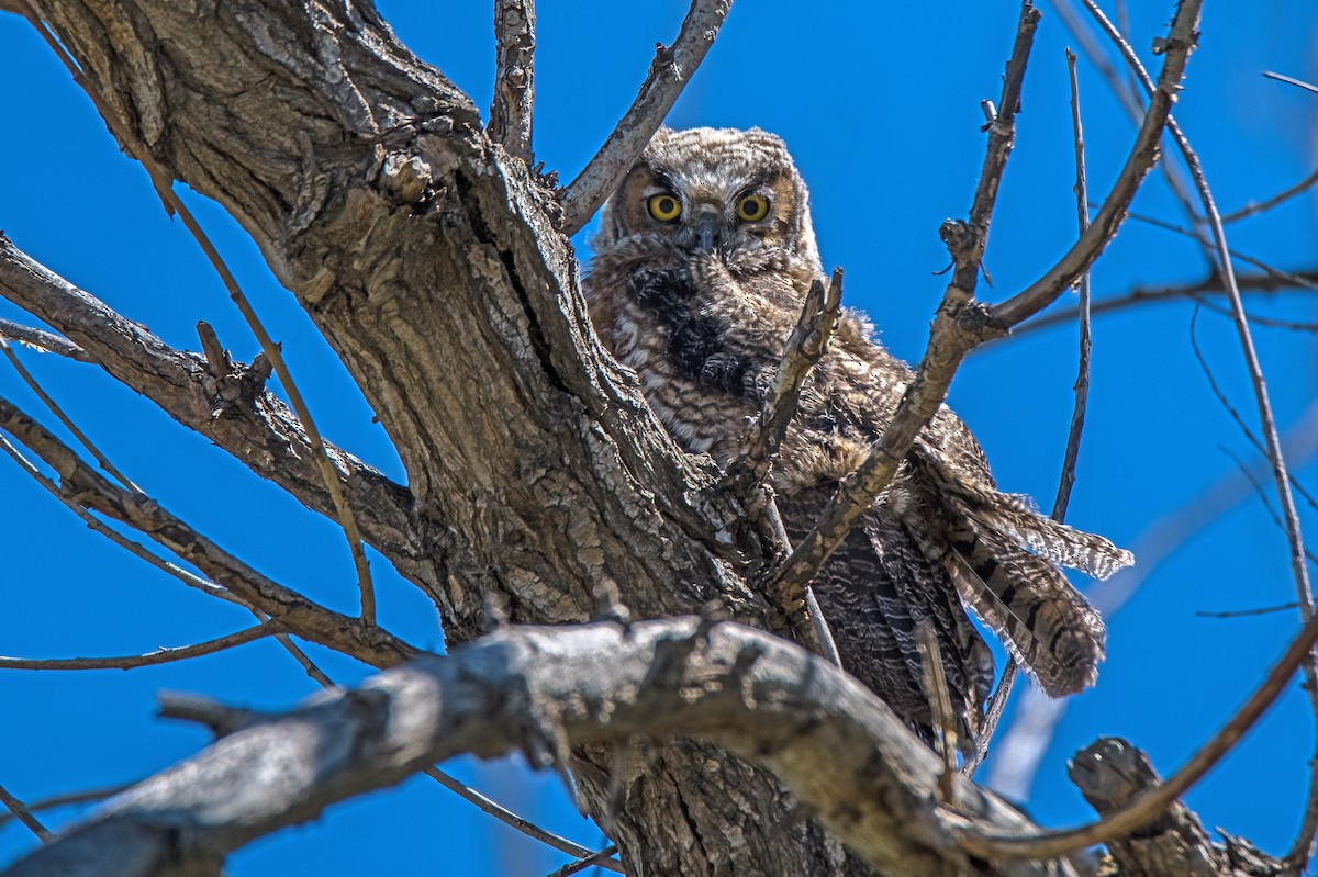 Great Horned Owl - Vic Hubbard