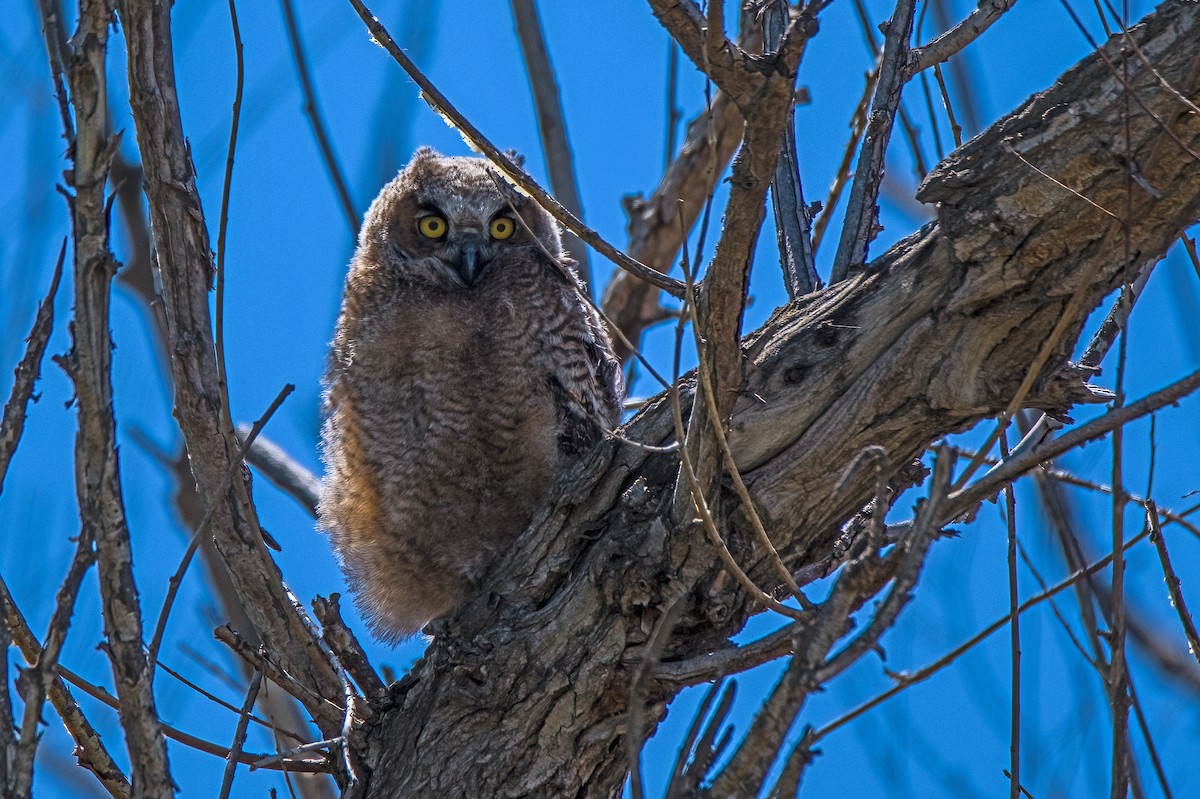 Great Horned Owl - Vic Hubbard