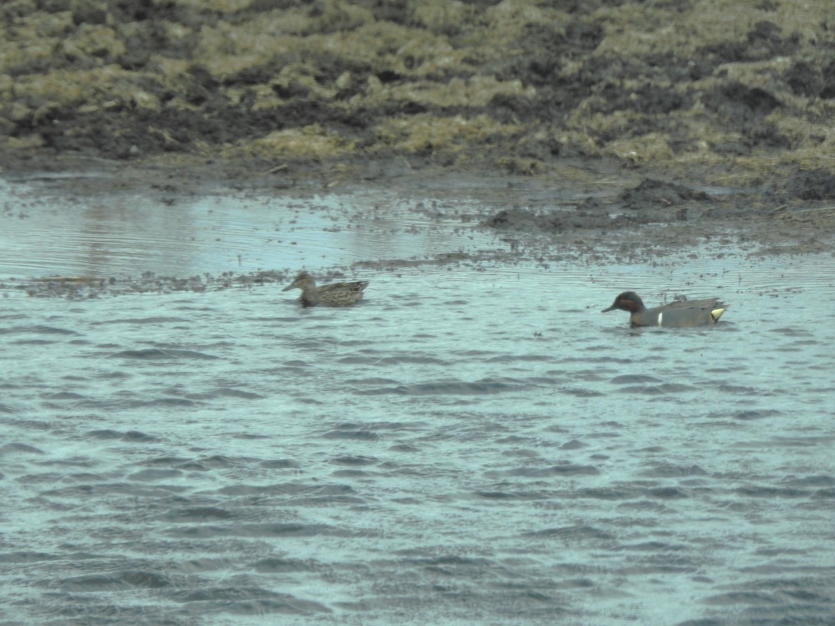 Green-winged Teal - ML446211671