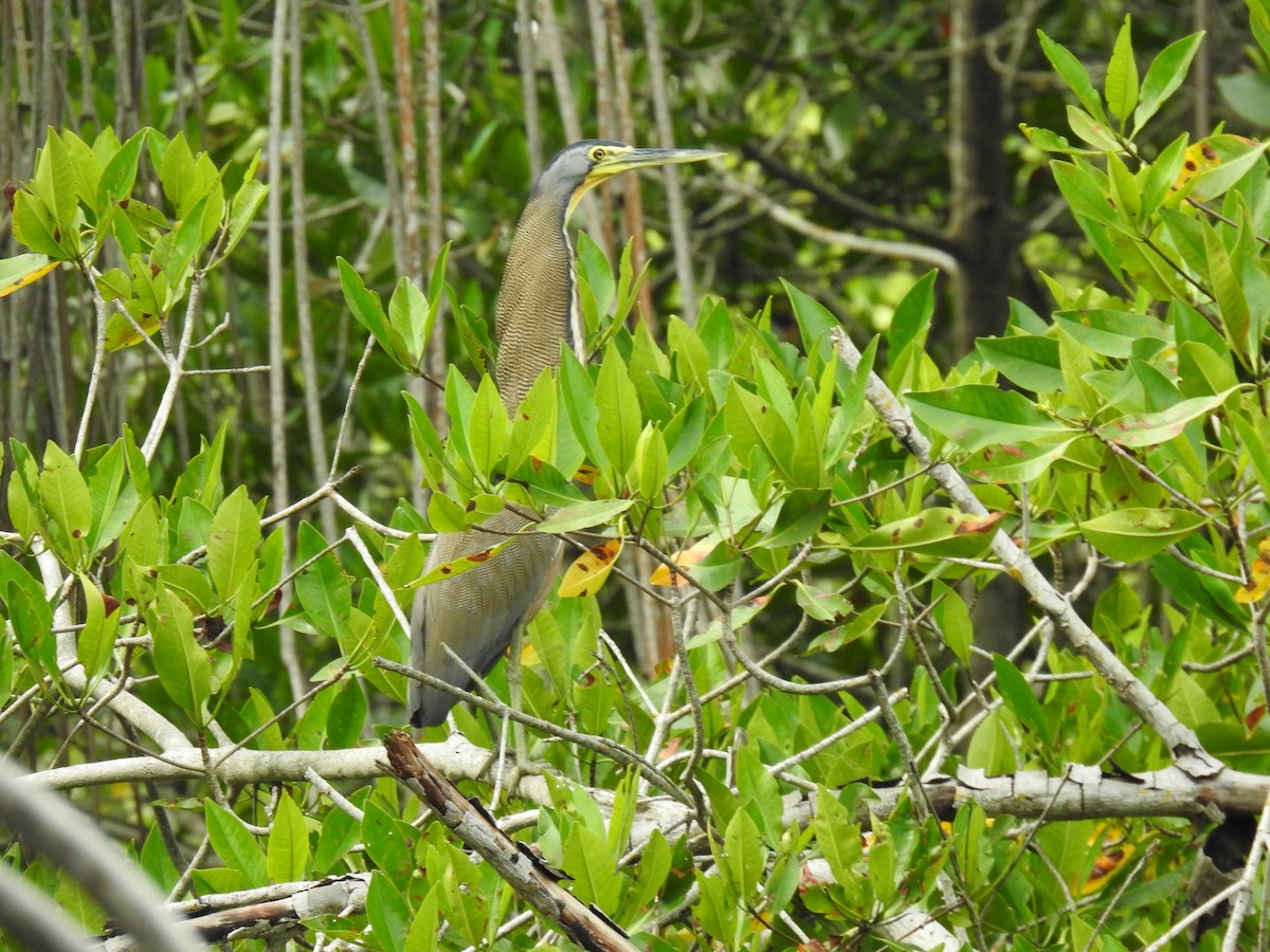 Bare-throated Tiger-Heron - ML446212671