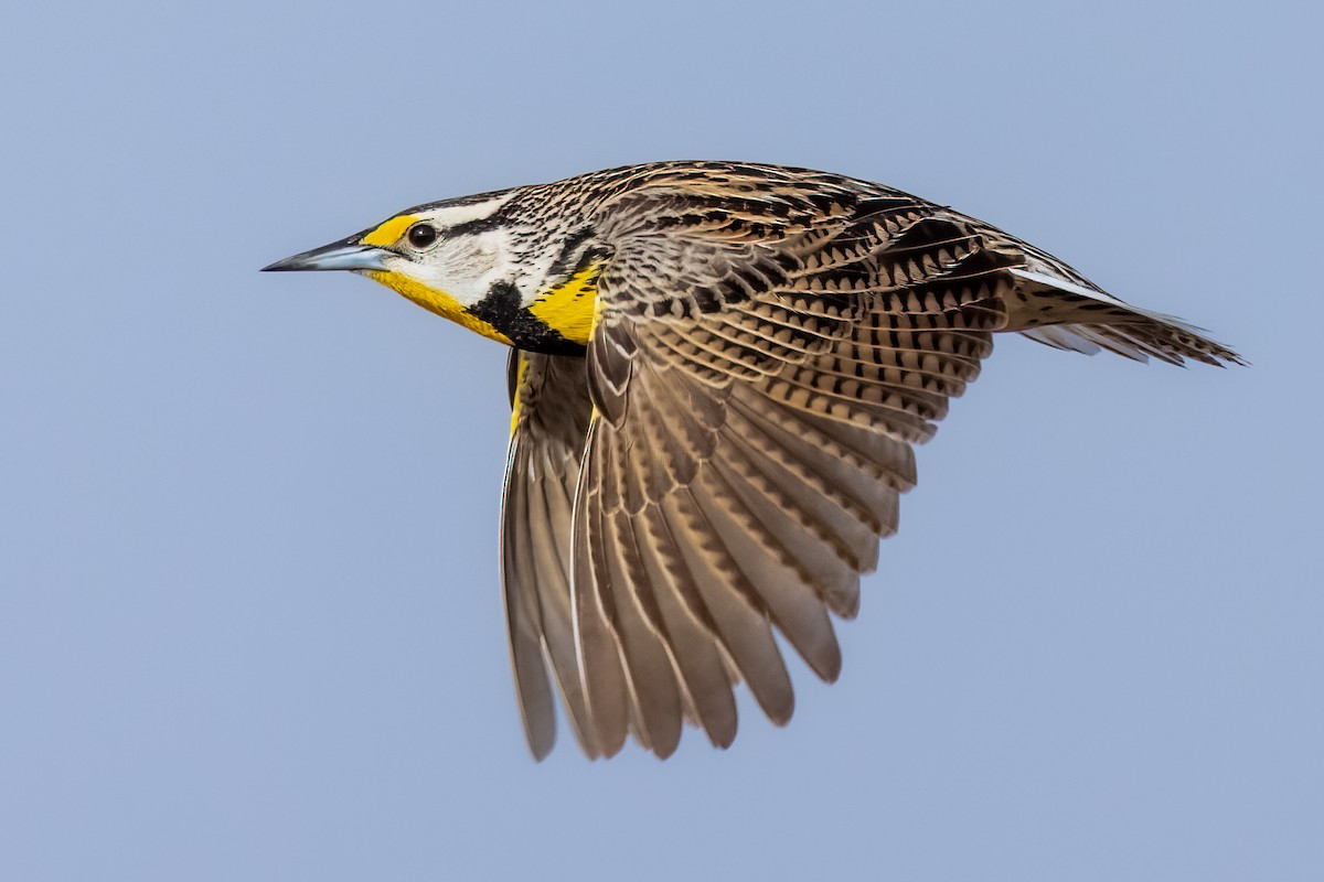 Eastern Meadowlark - ML446213821