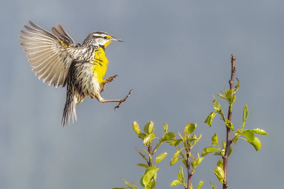 Eastern Meadowlark - ML446213841