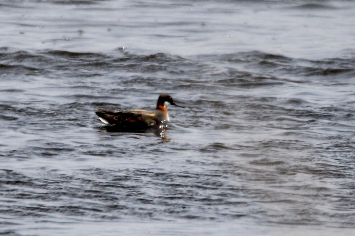 Phalarope à bec étroit - ML446216631