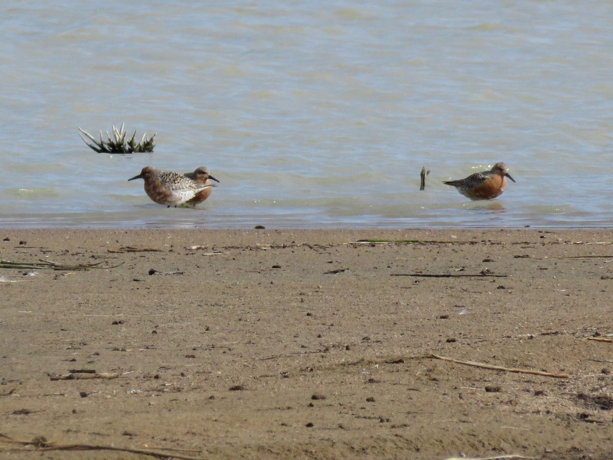 Red Knot - ML446217971