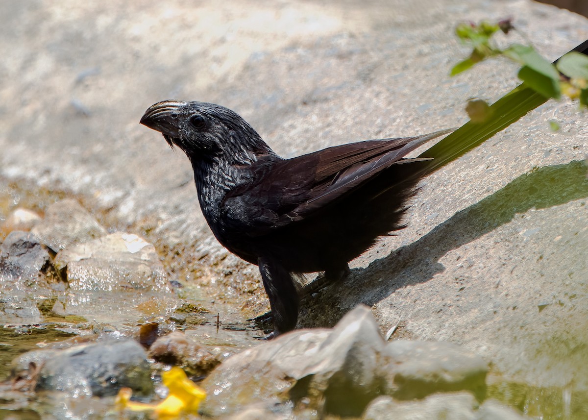 Groove-billed Ani - Jason Garcia