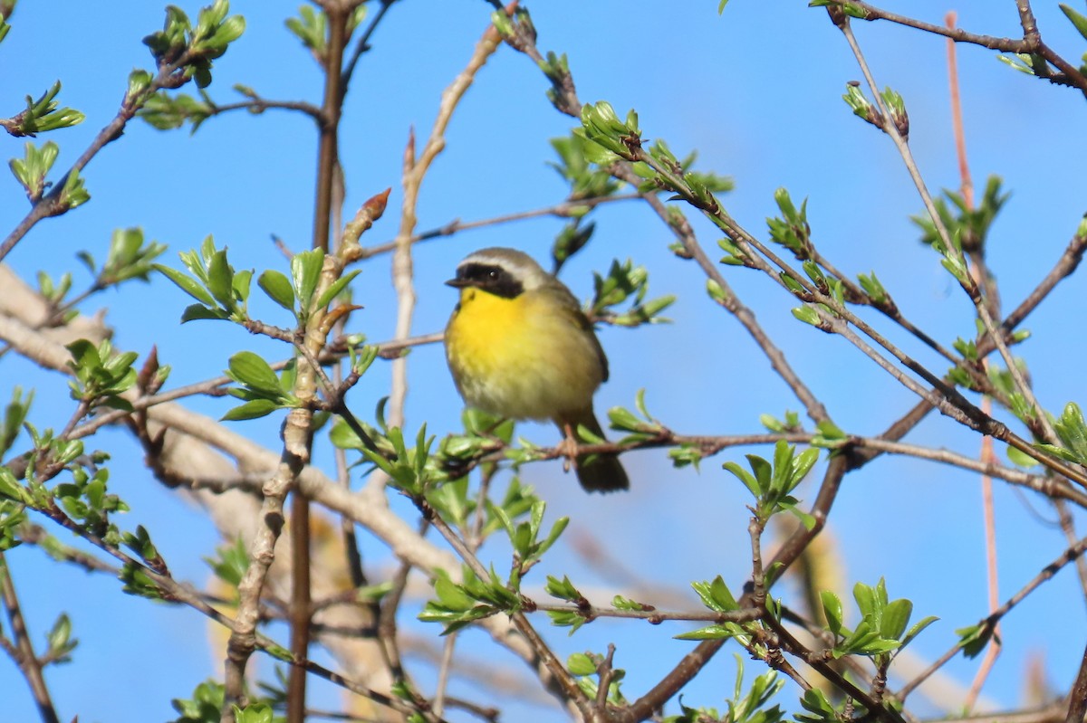 Common Yellowthroat - ML446222181
