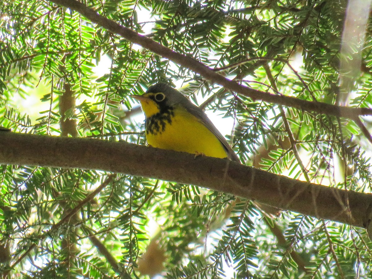 Canada Warbler - ML446223261