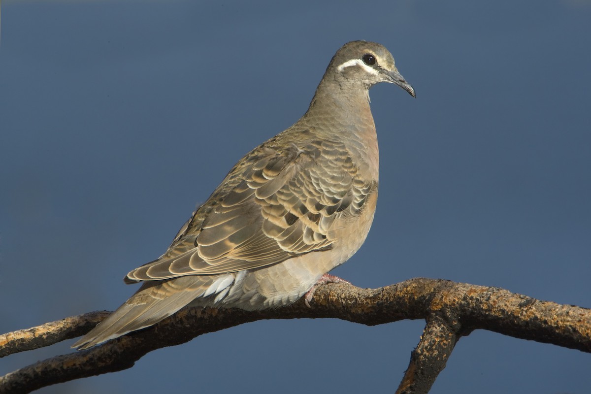 Common Bronzewing - Mark Chappell