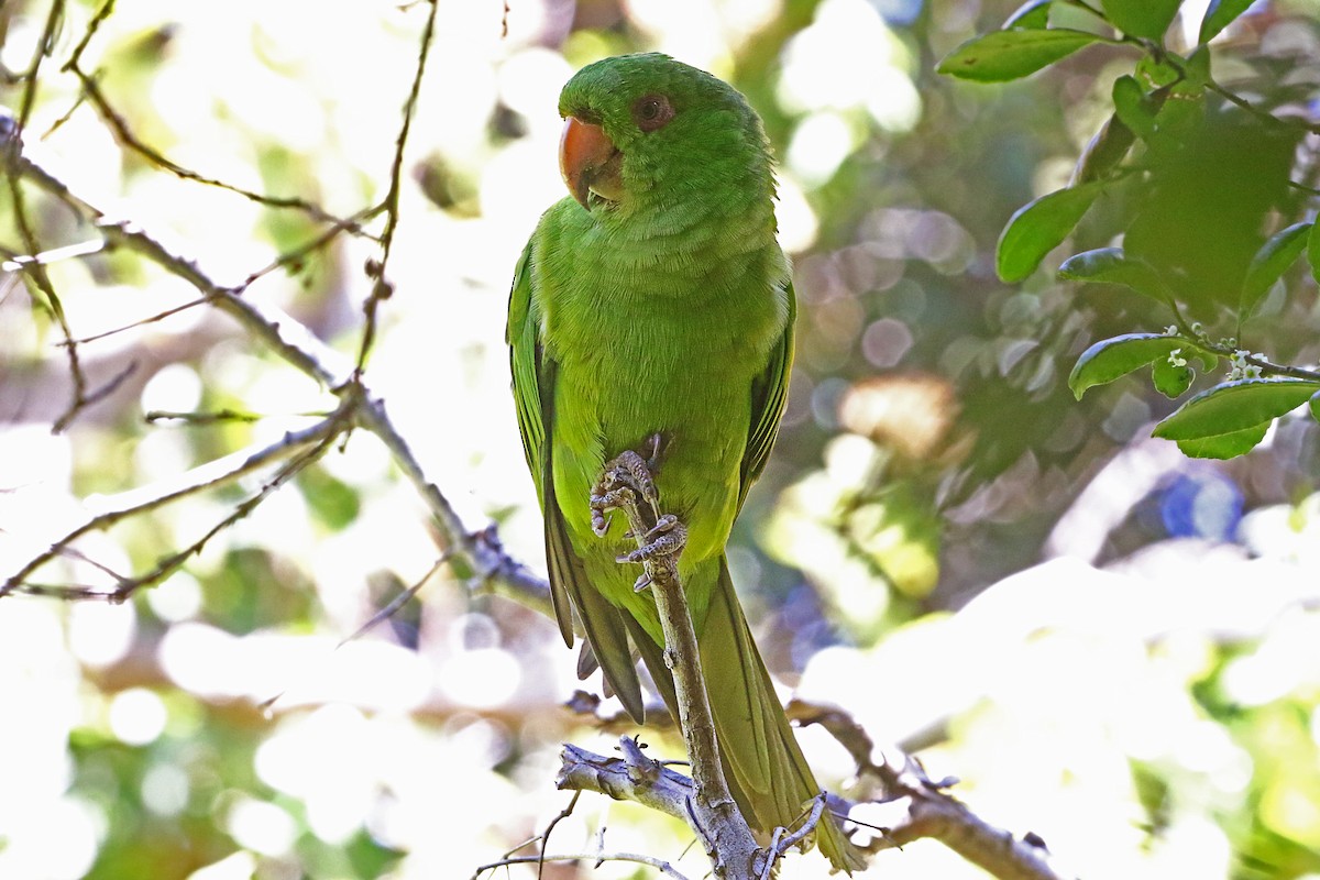 Socorro Parakeet - ML446225801