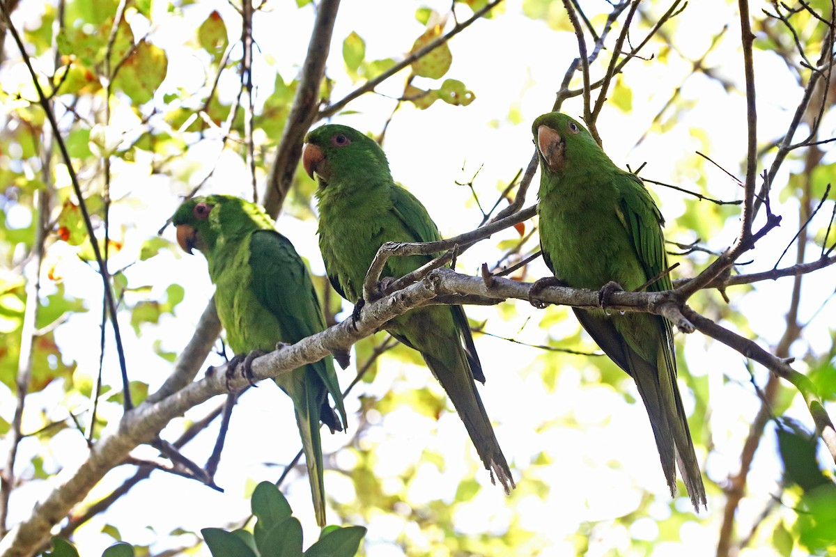 Aratinga de Isla Socorro - ML446225891