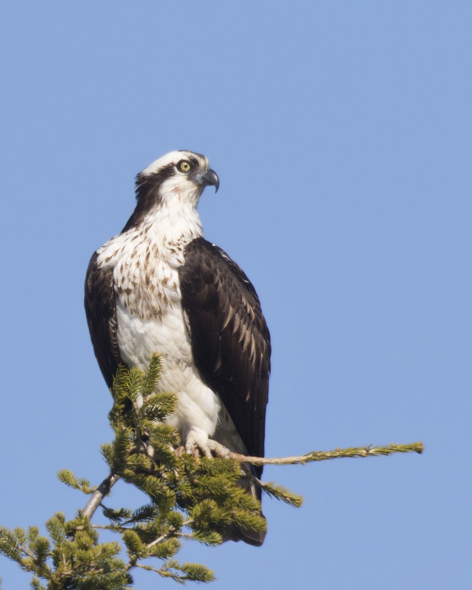 Osprey - ML446226251