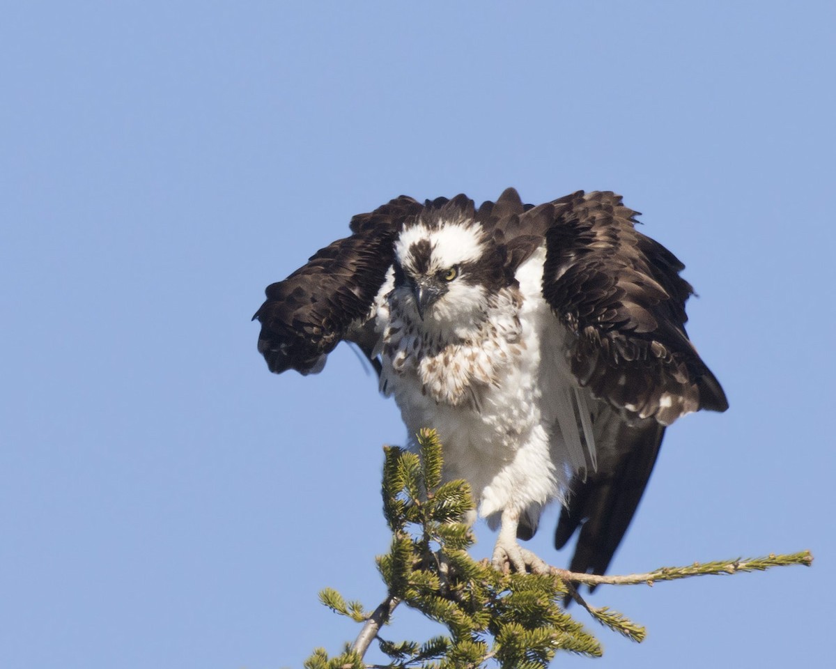 Osprey - ML446226321