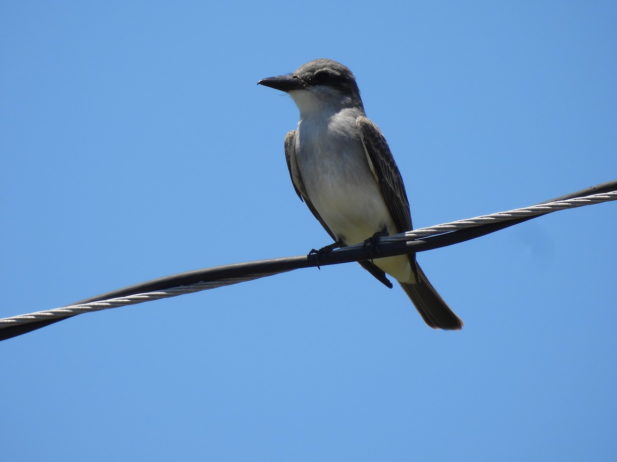 Gray Kingbird - ML446226621