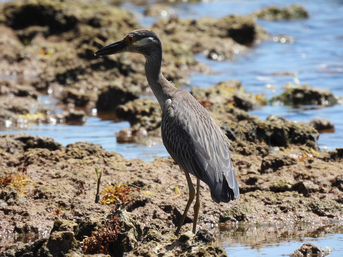 Yellow-crowned Night Heron - ML446226901