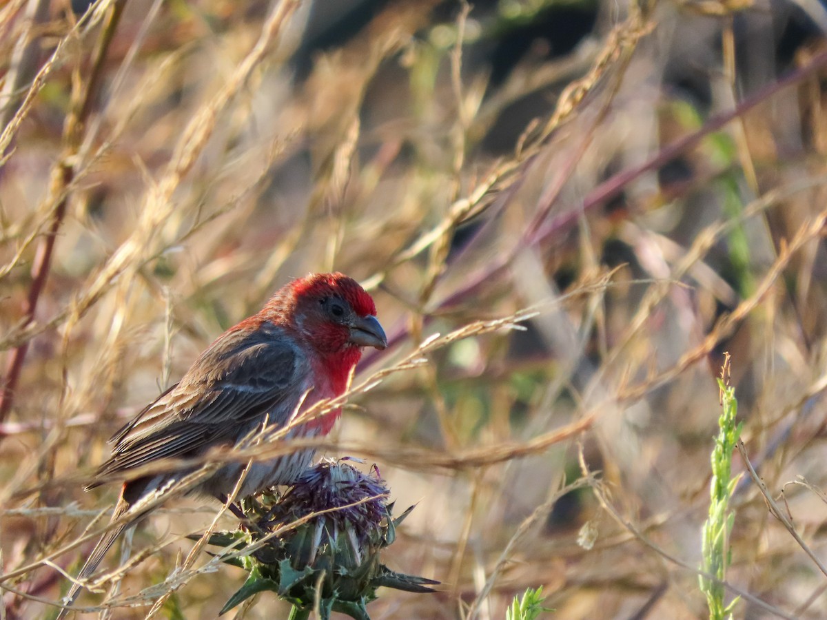 House Finch - ML446227101