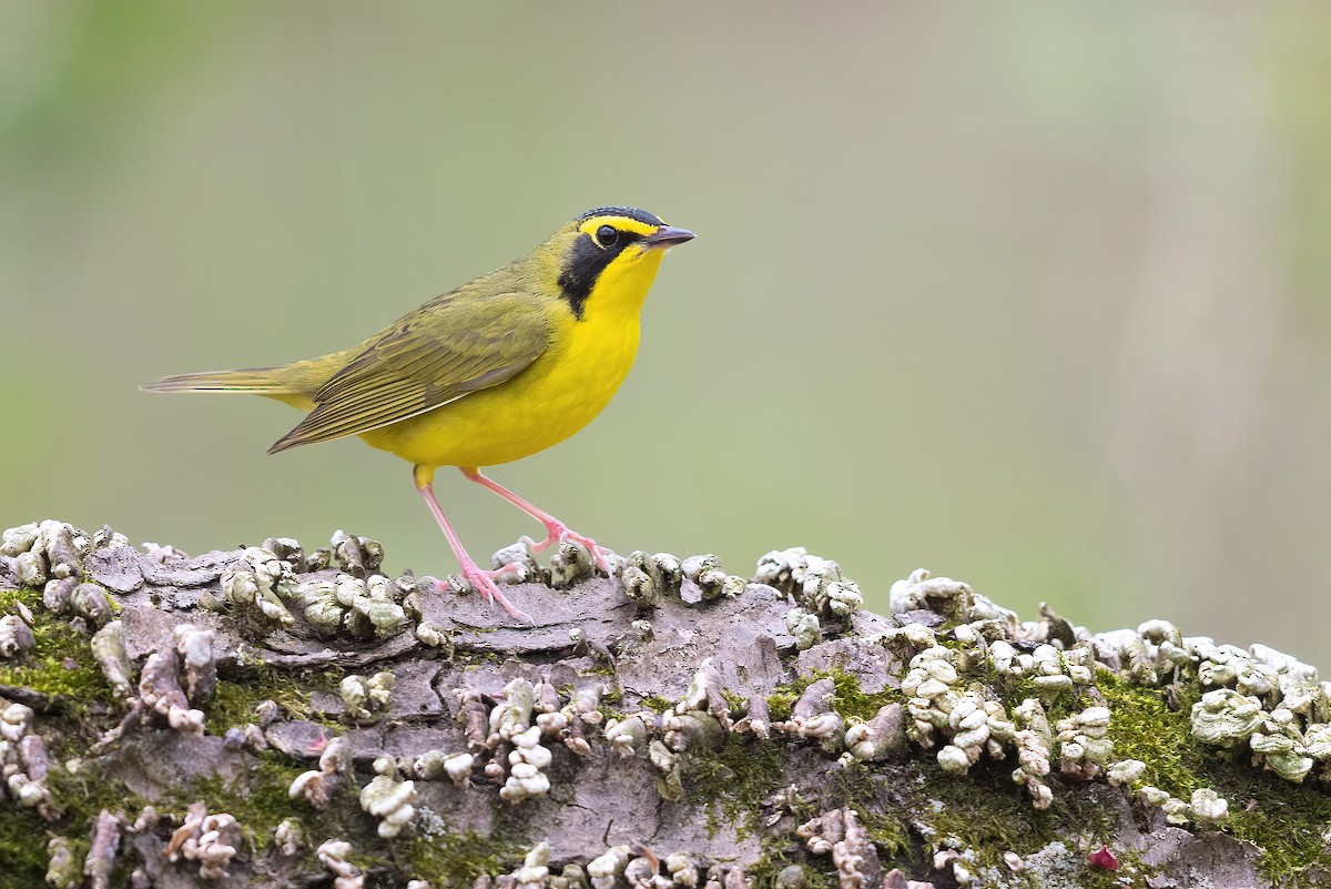 Kentucky Warbler - Matt Misewicz