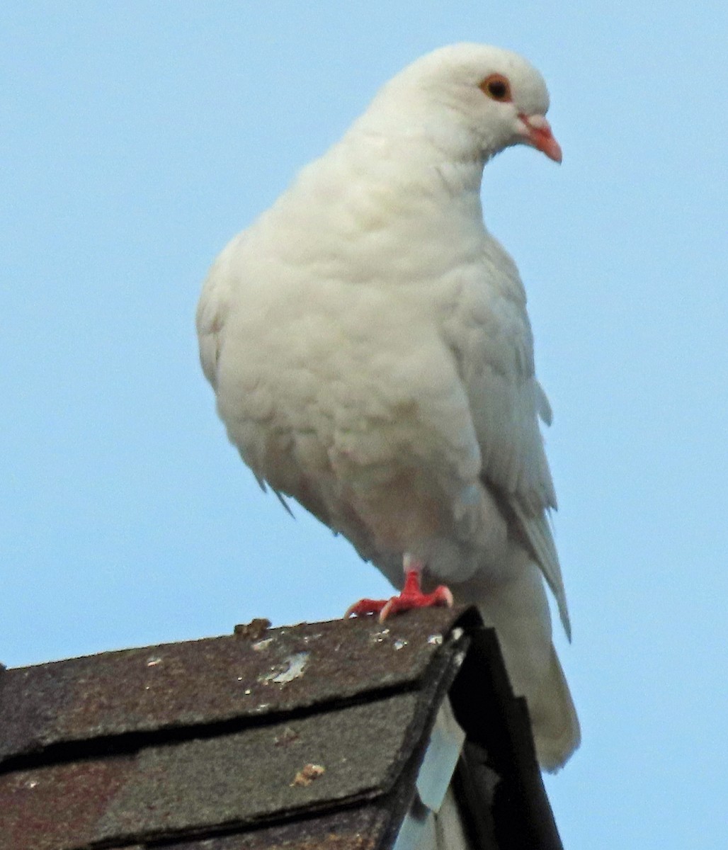 Pigeon biset (forme domestique) - ML446228941