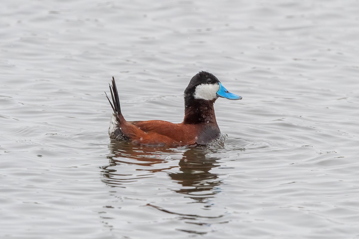 Ruddy Duck - Tom Crabtree