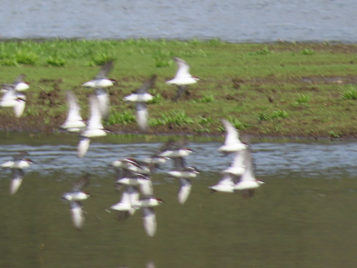 Phalarope à bec étroit - ML446232541