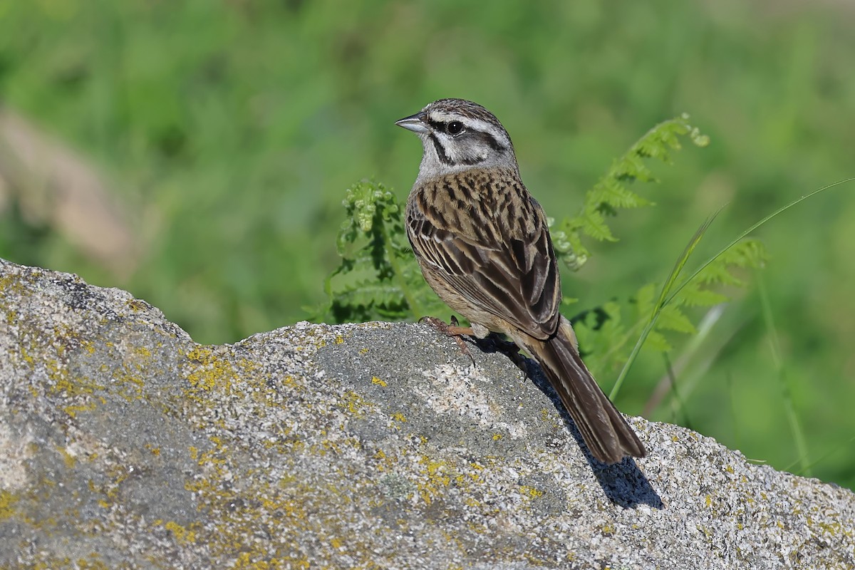 Rock Bunting - ML446233331