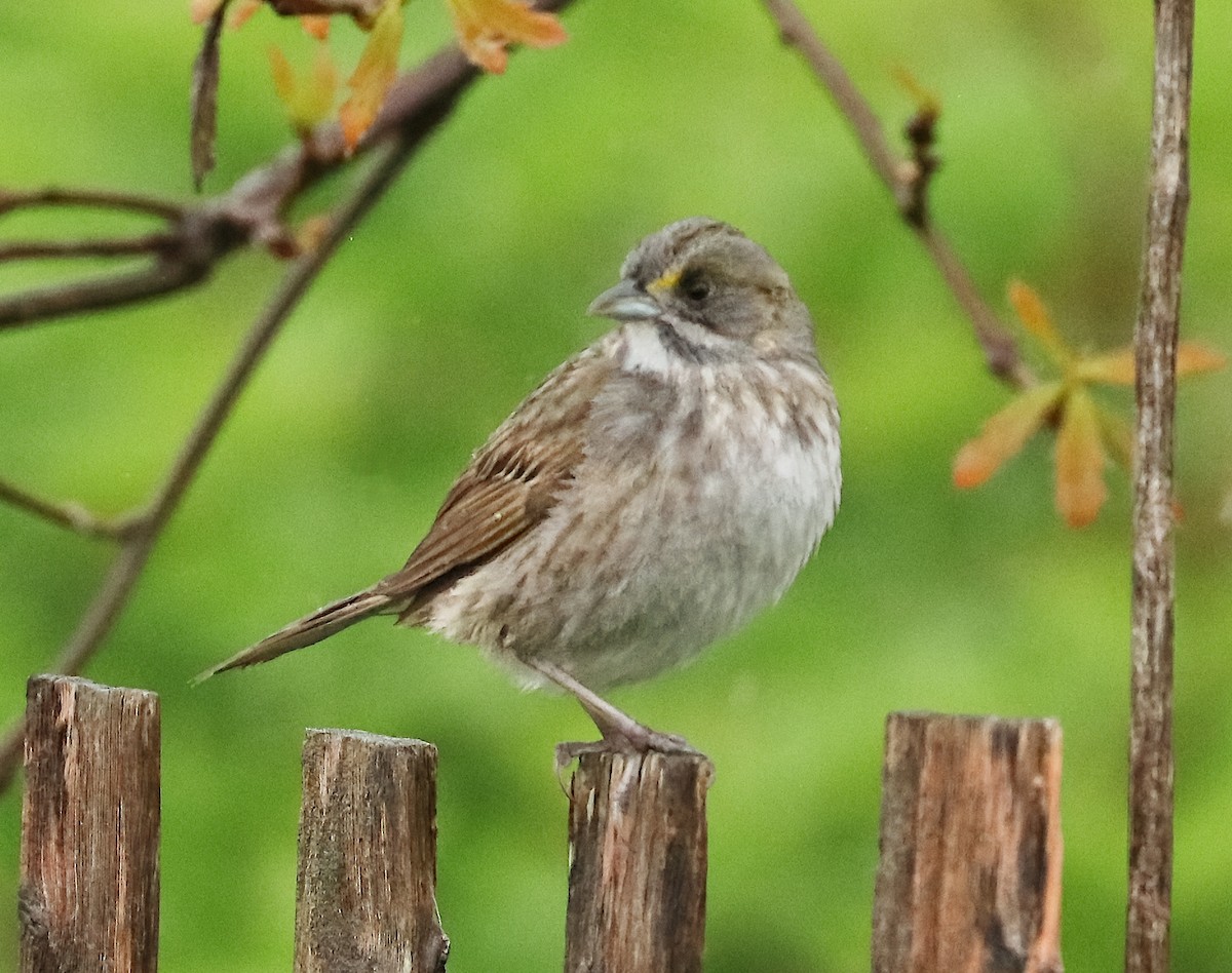 Seaside Sparrow - ML446233431