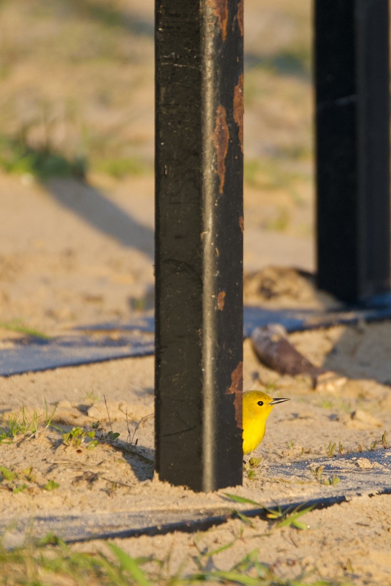 Prothonotary Warbler - Kevin Lin