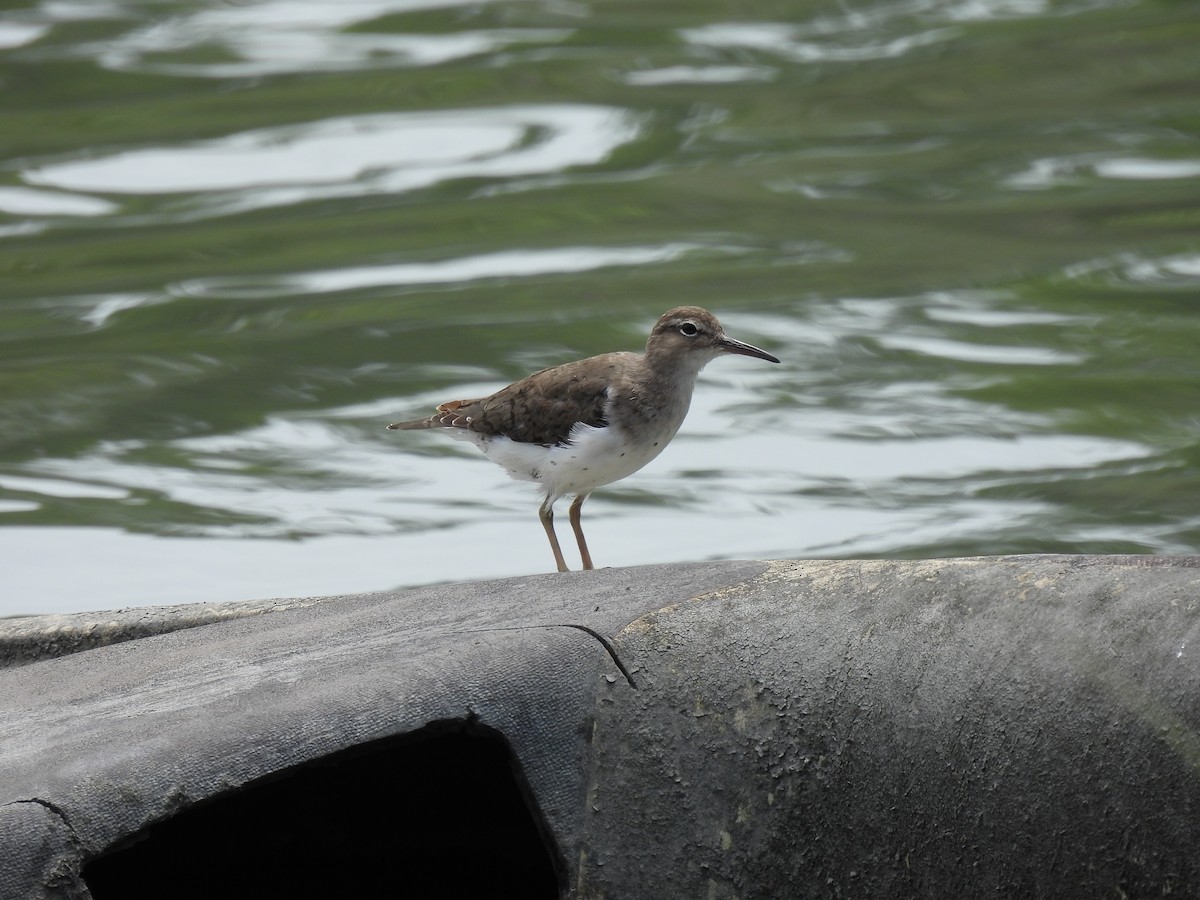 Spotted Sandpiper - ML446233751