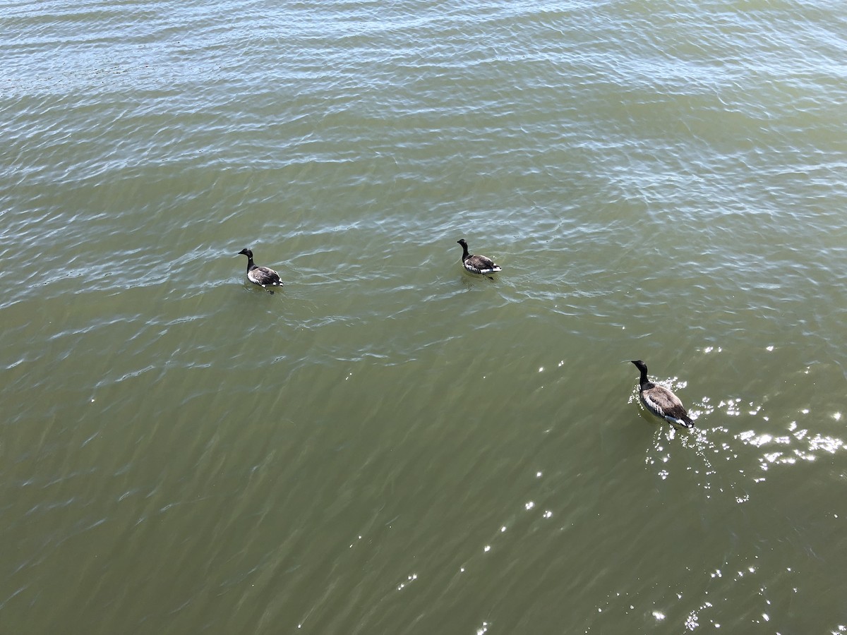 Brant (Pale-bellied) - ML446234341