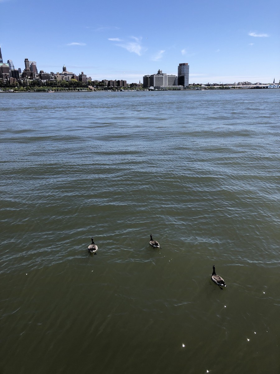 Brant (Pale-bellied) - ML446234361