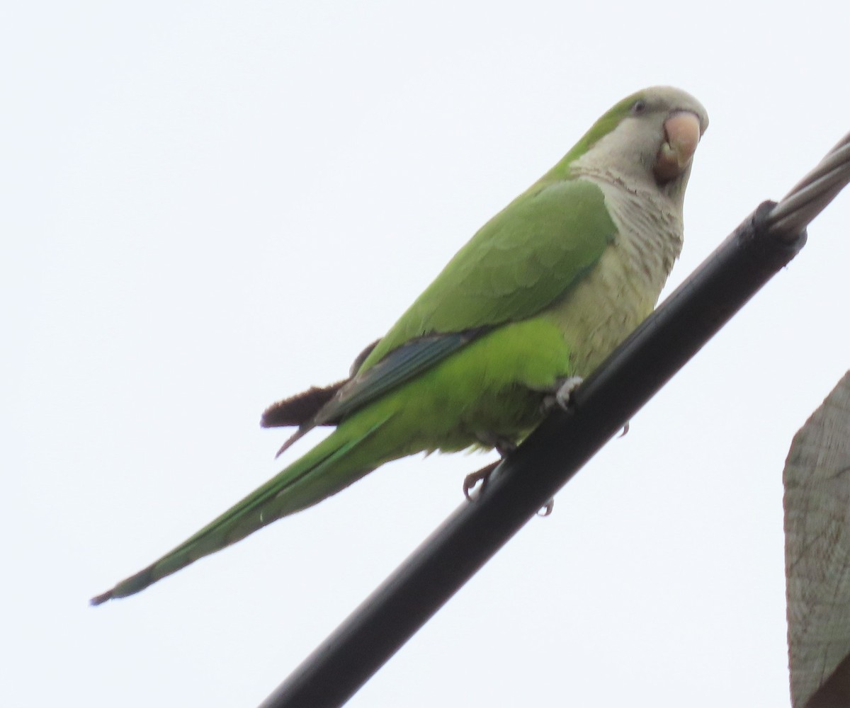 オキナインコ - ML446234661