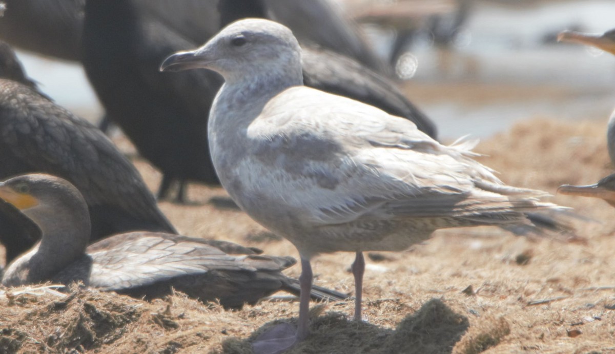 Iceland Gull - ML446235691