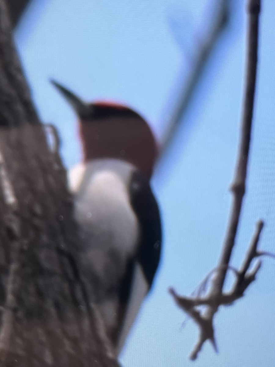 Red-headed Woodpecker - ML446235941