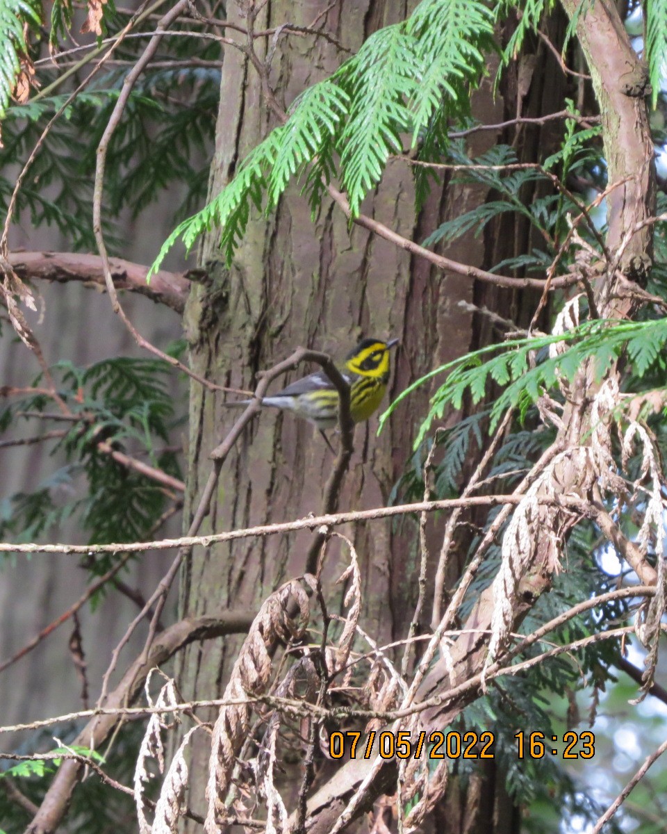 Townsend's Warbler - ML446237191