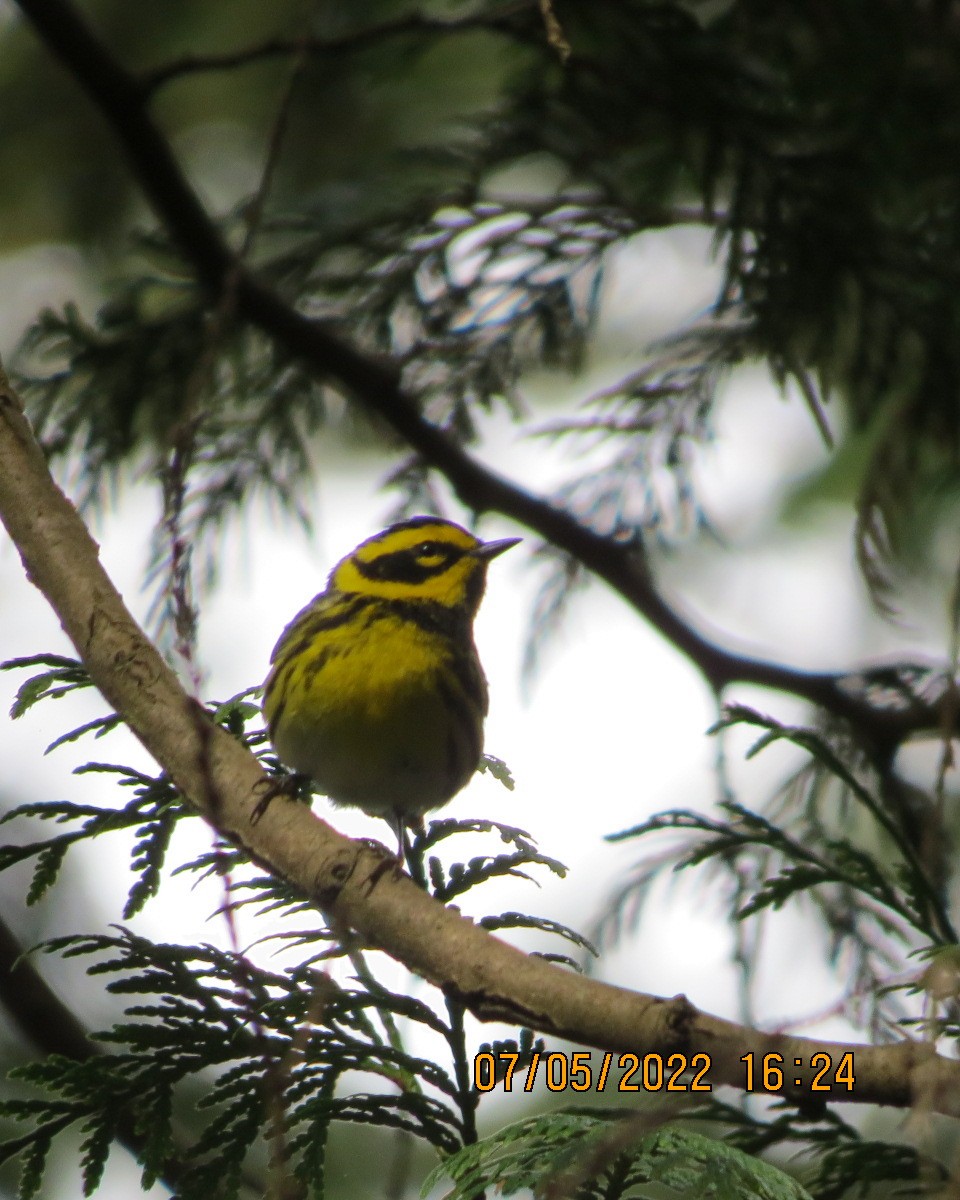 Townsend's Warbler - ML446237201