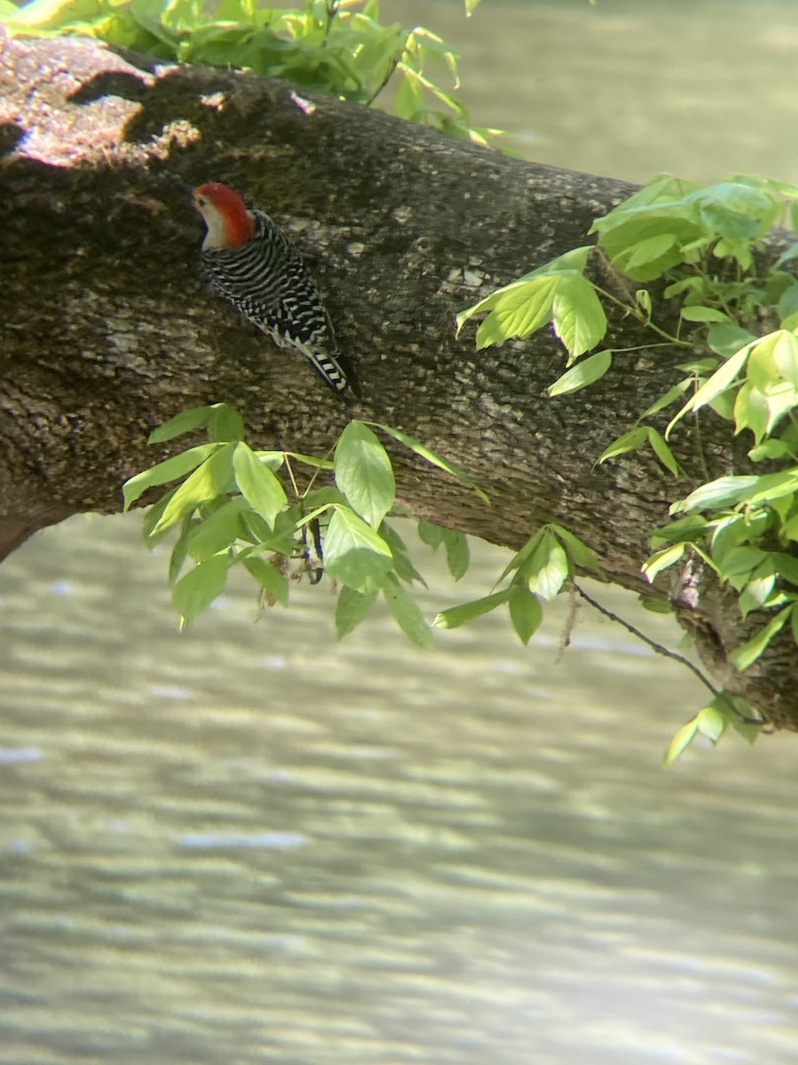 Red-bellied Woodpecker - ML446237261