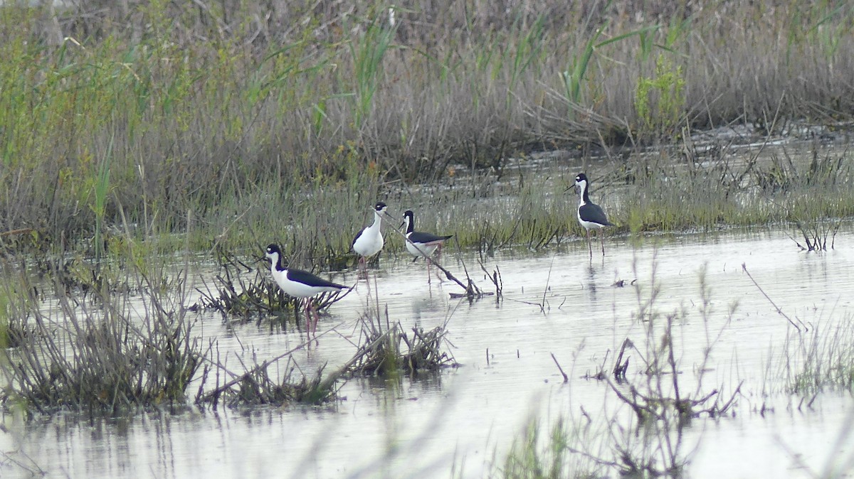 Black-necked Stilt - ML446238121