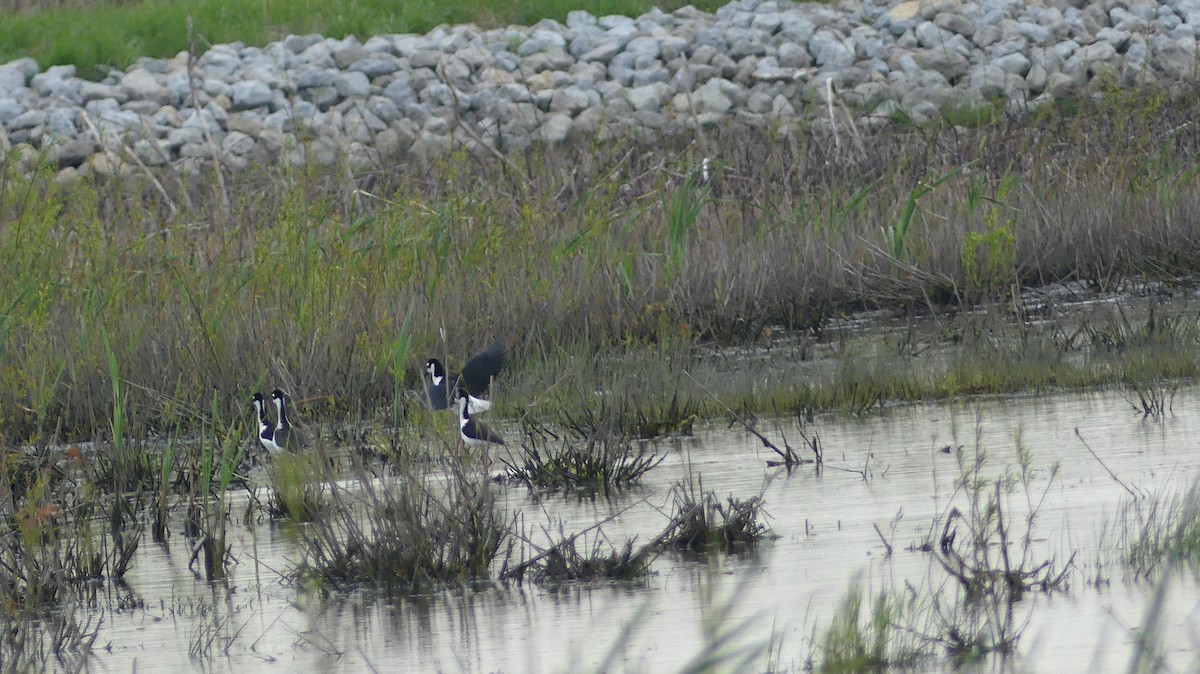 Black-necked Stilt - ML446238221